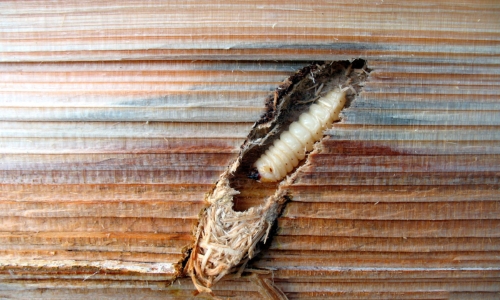 wood borer treatment in Jayashankar Bhupalpally